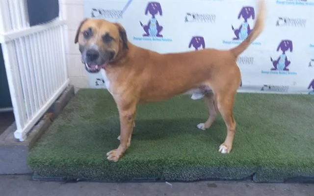 An adult large-sized male Black Mouth Cur dog named Pancho for adoption in Orlando, FL