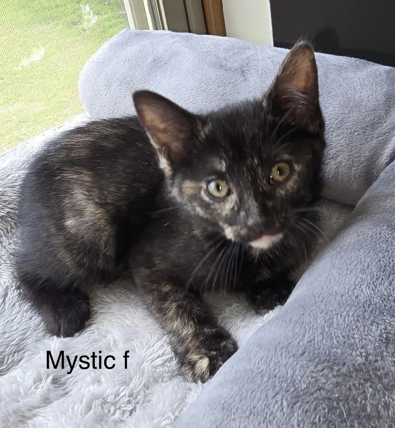 A young medium-sized female Domestic Short Hair cat named Mystic for adoption in White Bluff, TN