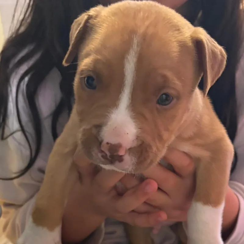 A baby medium-sized male Yellow / Tan / Blond / Fawn Pit Bull Terrier dog named Prince Charming for adoption in Pennsville, NJ