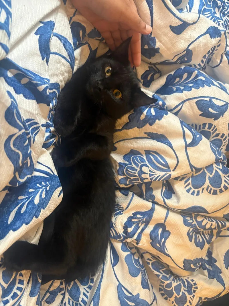 A baby medium-sized male Black Domestic Short Hair cat named Scotty for adoption in Albany, NY