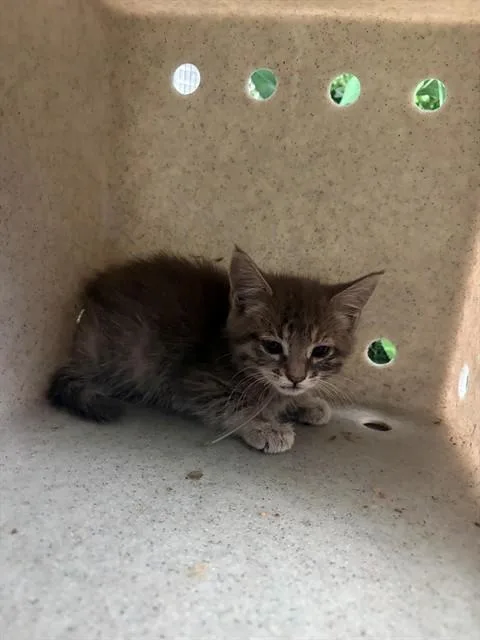 A baby medium-sized female Domestic Short Hair cat named Agatha for adoption in Lancaster, CA