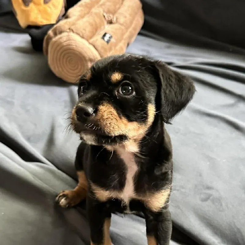 Stanley thumbnail 2
