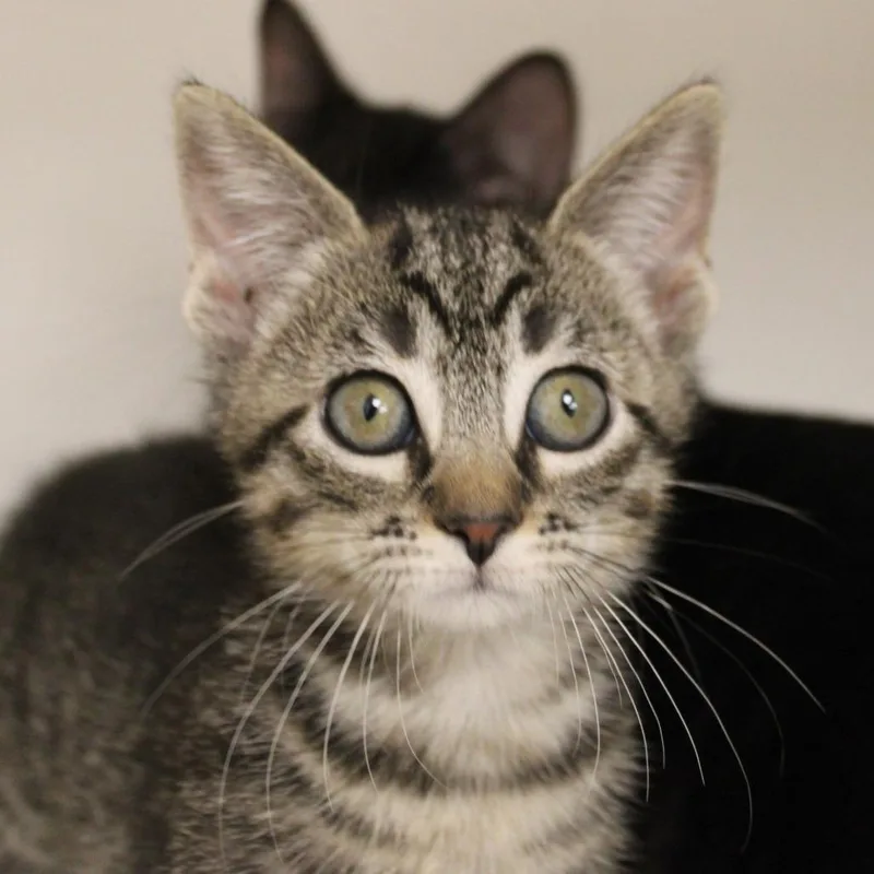 A baby small-sized female Brown / Chocolate Domestic Short Hair cat named Fresh Cut Roses for adoption in Champaign, IL