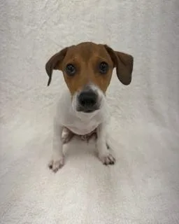 A young small-sized male Labrador Retriever dog named Evian for adoption in Miami, FL