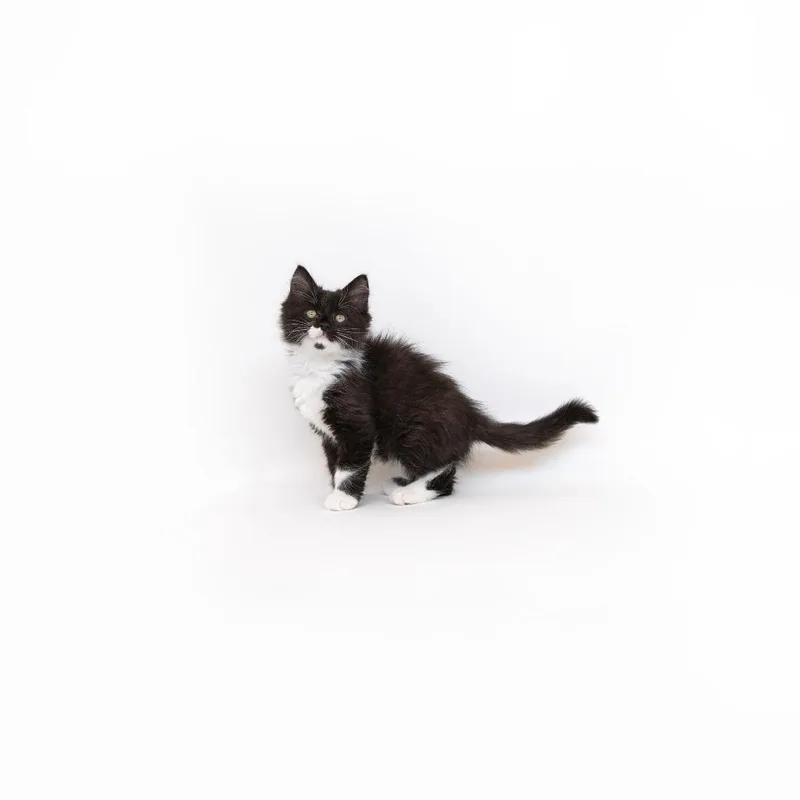 A baby small-sized female Black Domestic Short Hair cat named Bernadette for adoption in Playa Vista, CA