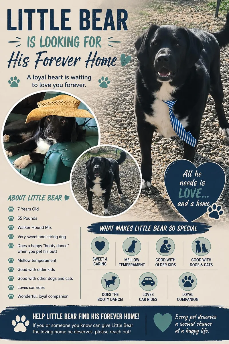 An adult medium-sized male Black Hound dog named Little Bear for adoption in Yarnell, AZ