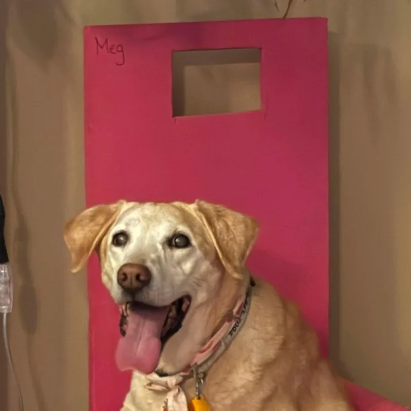 A senior medium-sized female Yellow Labrador Retriever dog named Meg for adoption in Springfield, MO