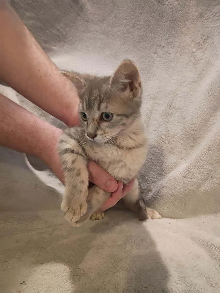 A baby small-sized male Gray / Blue / Silver Domestic Short Hair cat named Microwave for adoption in Metamora, IL
