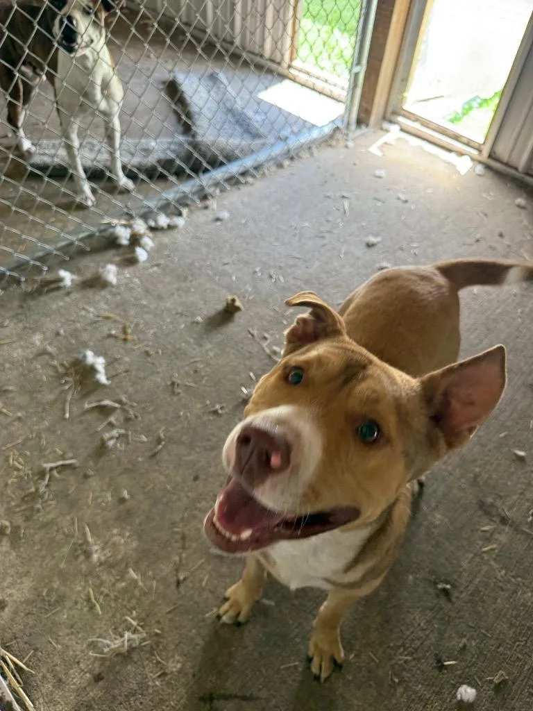 A young large-sized male Bull Terrier dog named Meatball for adoption in Centralia, IL