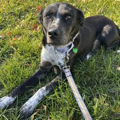 An adult medium-sized female Black Mixed Breed dog named Cpap for adoption in Buffalo, MN