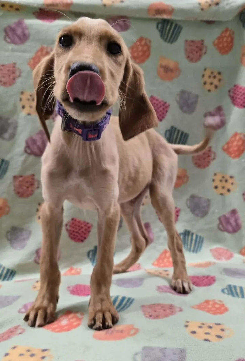 Four Leaf thumbnail 2