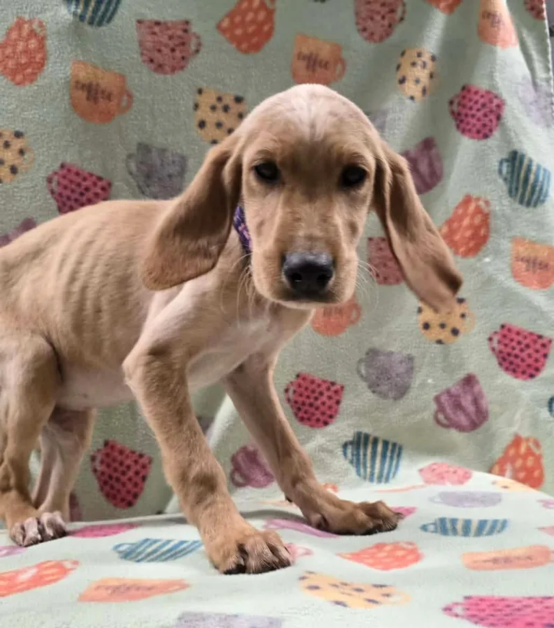 Four Leaf thumbnail 3