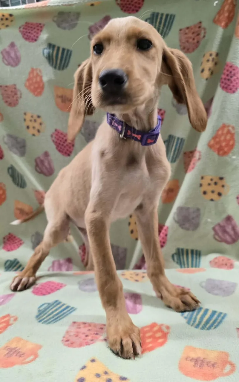 Four Leaf thumbnail 4