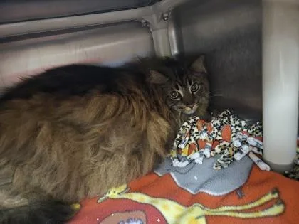 A senior extra large-sized male Domestic Long Hair cat named Jagger for adoption in Westland, MI