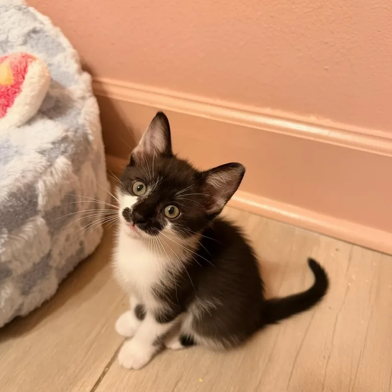 A baby small-sized female Gray / Blue / Silver Domestic Short Hair cat named Mucca for adoption in Ponte Vedra Beach, FL