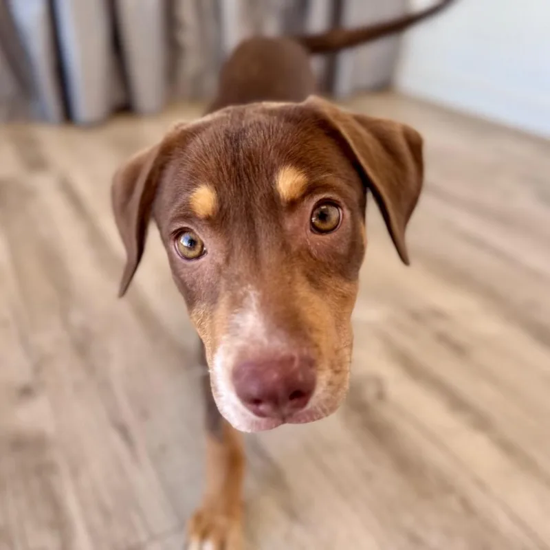 Nyla