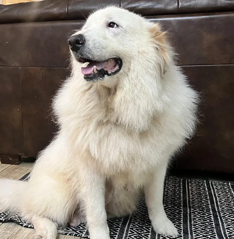 An adult large-sized female White / Cream Great Pyrenees dog named Teagan for adoption in Spring, TX