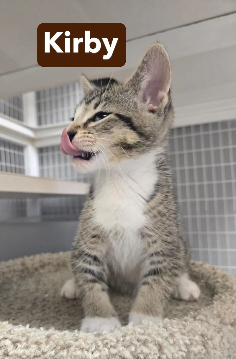 A young medium-sized male Gray & White Domestic Short Hair cat named Kirby and Kato for adoption in Milford, CT