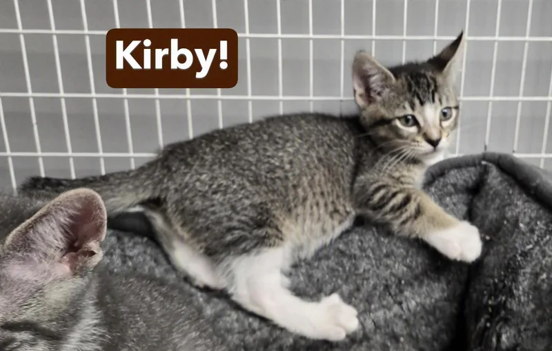 Kirby and Kato thumbnail 2