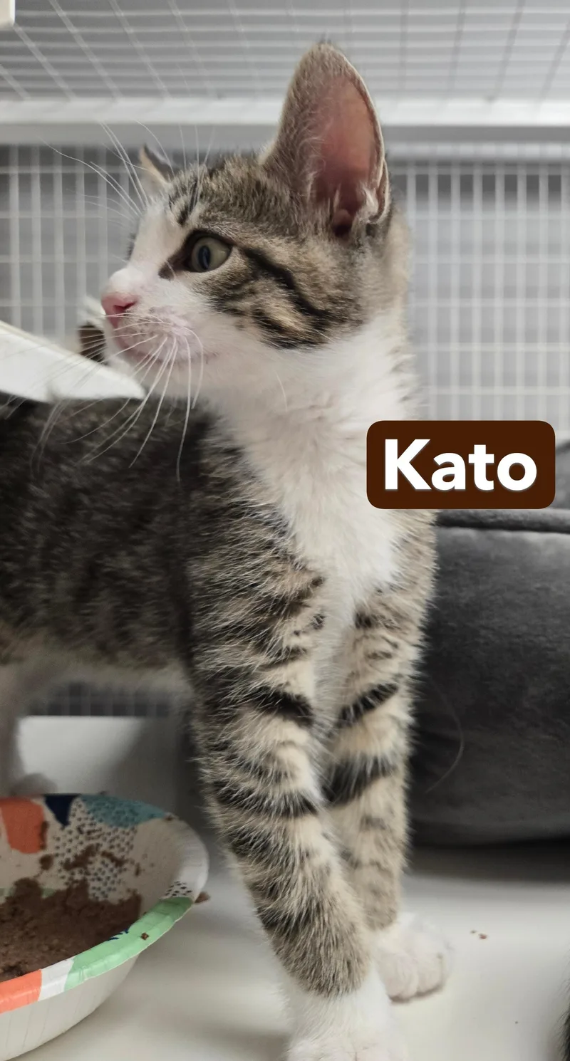 Kirby and Kato thumbnail 3
