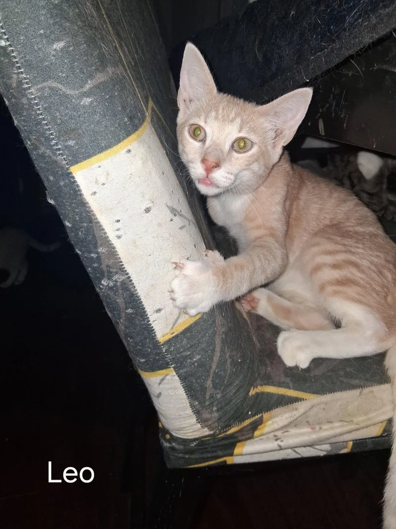 A baby medium-sized male Domestic Short Hair cat named Leo for adoption in Glendale, AZ