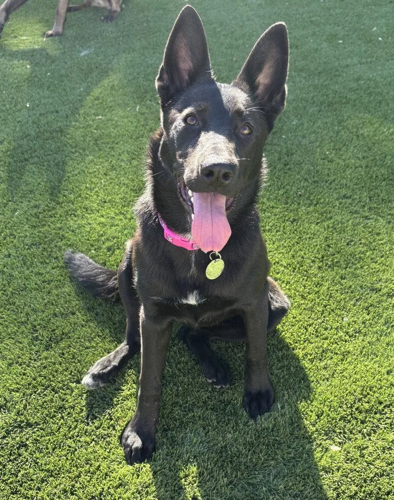 A young large-sized female German Shepherd Dog dog named Katt for adoption in Modesto, CA