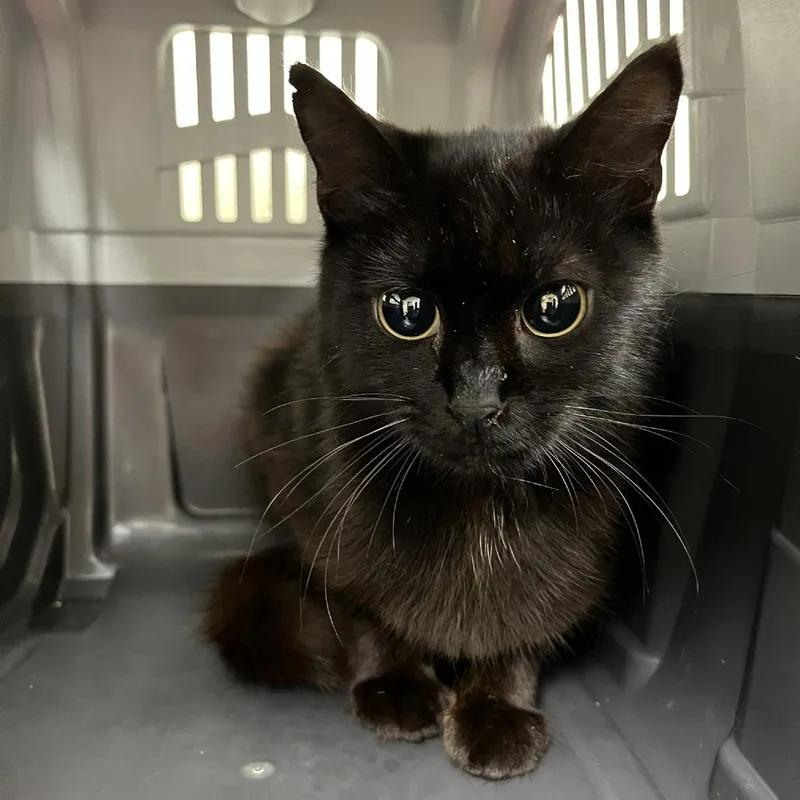A young small-sized female Black Domestic Short Hair cat named SVASStray for adoption in Lyndhurst, VA