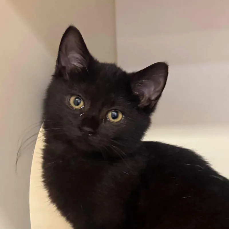 A baby small-sized female Black Domestic Short Hair cat named Courtney for adoption in Waynesboro, PA