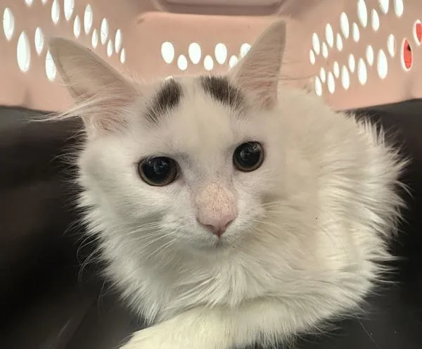 A baby small-sized female Domestic Long Hair cat named Deetz for adoption in Ridgewood, NY