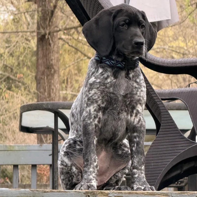 A baby small-sized female Black Black Labrador Retriever dog named Callie for adoption in Silver Spring, MD