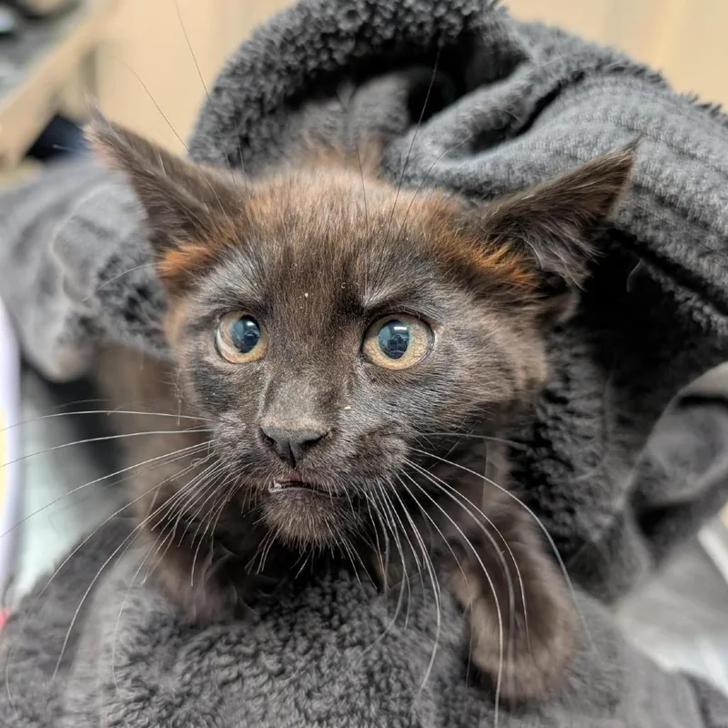 A baby small-sized female Black Domestic Medium Hair cat named St. Helens for adoption in Tacoma, WA