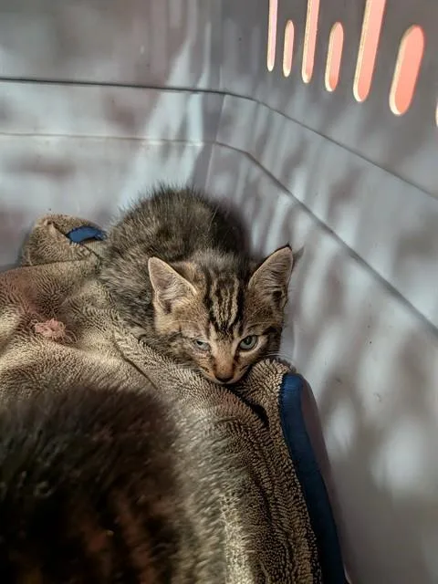 A baby small-sized female Domestic Short Hair cat named Nala for adoption in Louisville, KY
