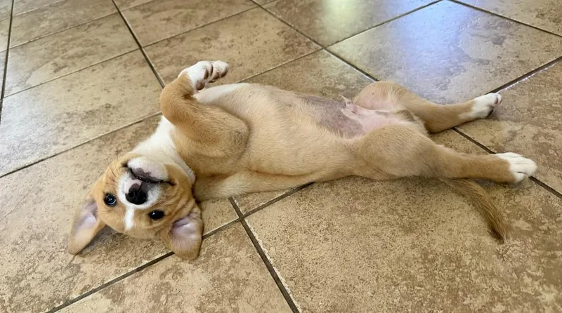 A baby large-sized male White / Cream Labrador Retriever dog named Trevor for adoption in Greenlawn, NY