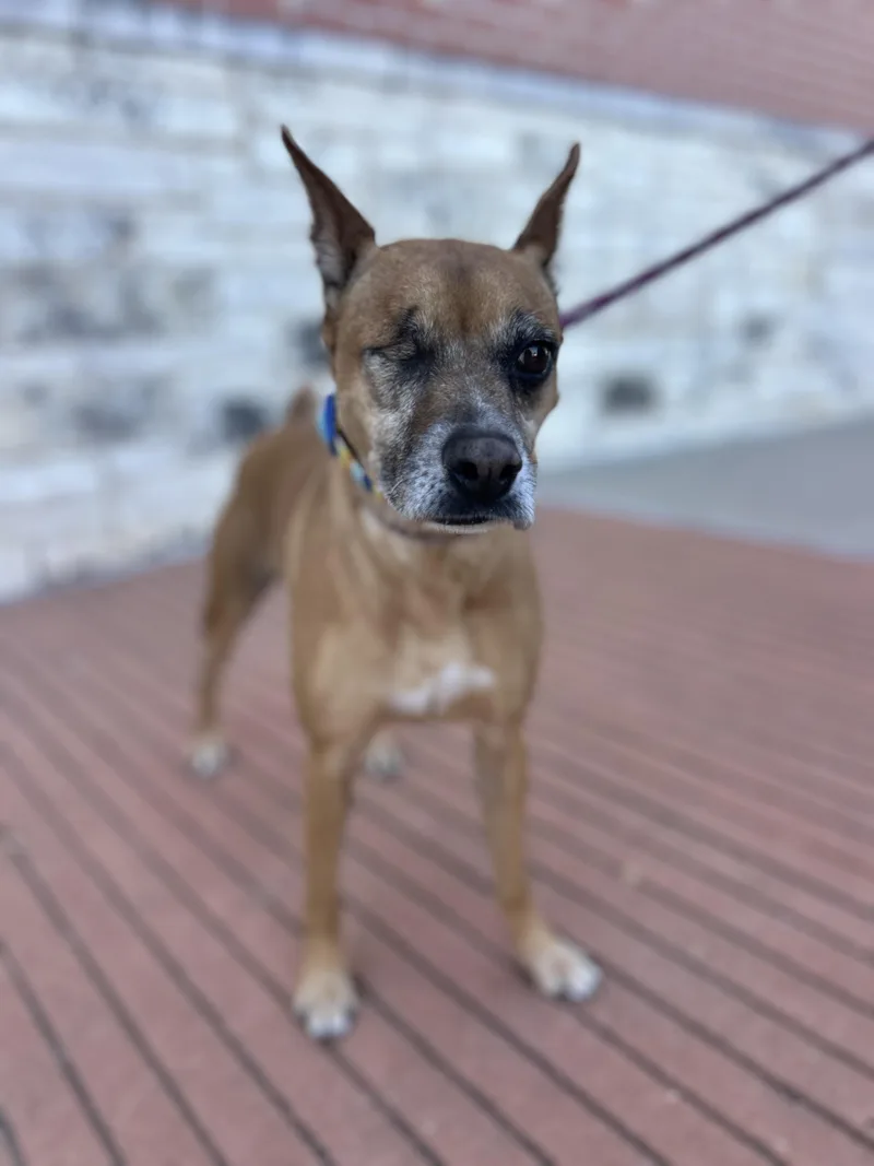 An adult medium-sized female Apricot / Beige Mixed Breed dog named Madelyn for adoption in Bryan, TX