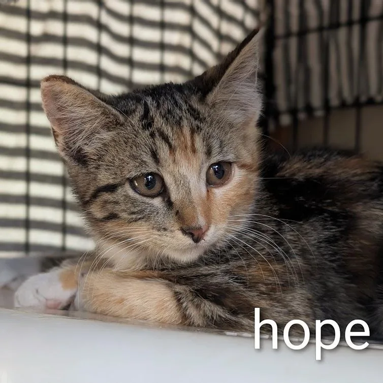 A baby medium-sized female Calico Domestic Short Hair cat named Hope for adoption in Portland, OR