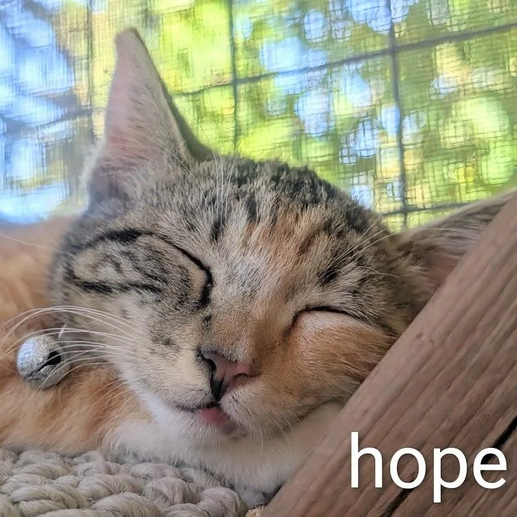 Hope thumbnail 3