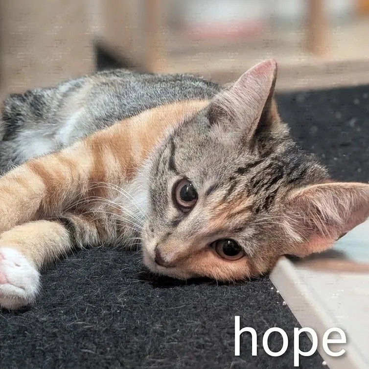 Hope thumbnail 6