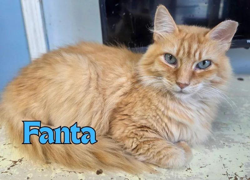 An adult medium-sized male Domestic Long Hair cat named Fanta for adoption in Rome, GA