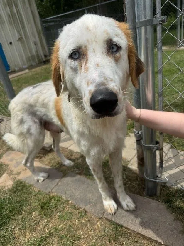 A young medium-sized female English Setter dog named Lisa for adoption in Houston, TX