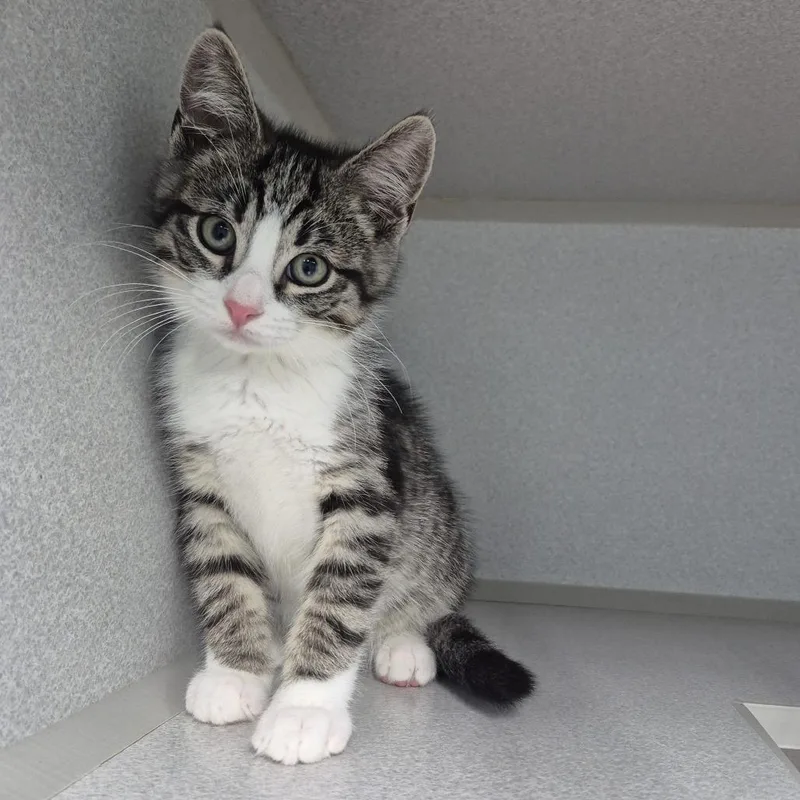 A baby small-sized male Brown / Chocolate Domestic Short Hair cat named Phil for adoption in Newark, NJ
