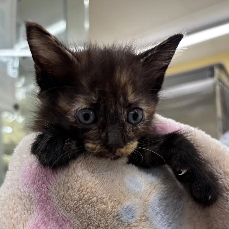 A baby small-sized female Tortoiseshell Domestic Medium Hair cat named Carousel for adoption in West Palm Beach, FL