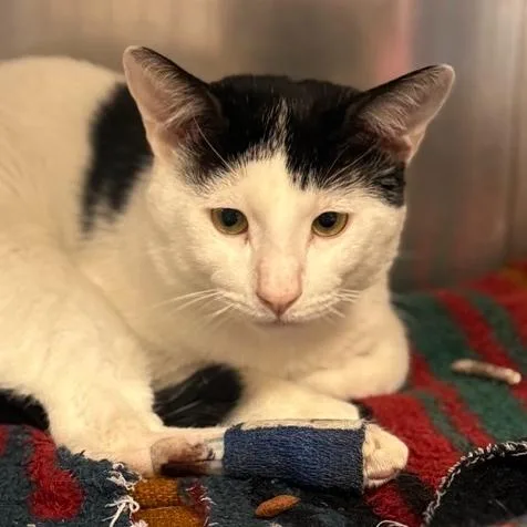 An adult medium-sized male Black Domestic Short Hair cat named Marcus for adoption in Redwood City, CA