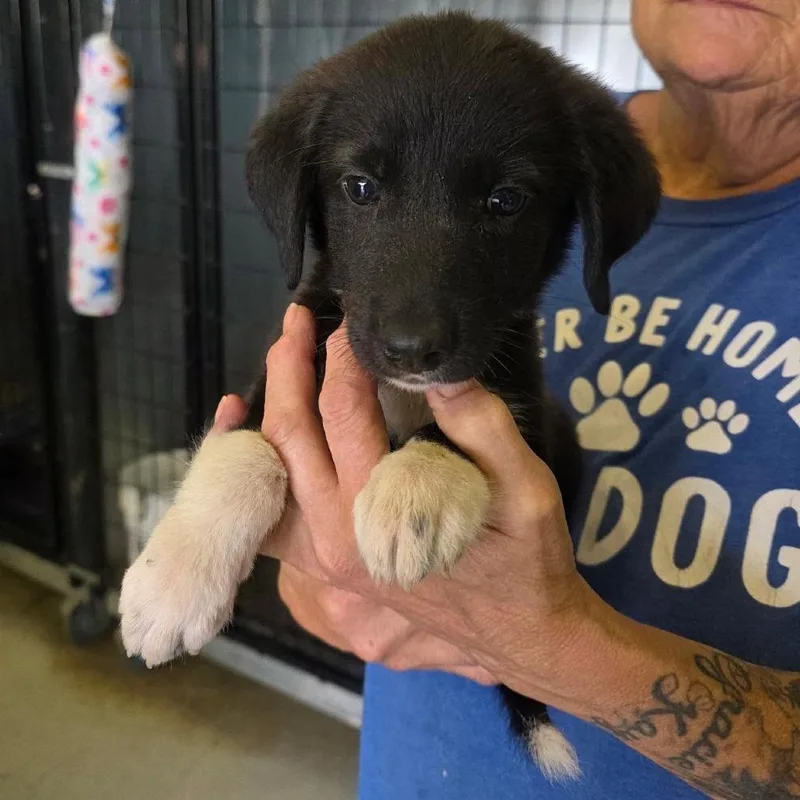 A baby small-sized female Black Mixed Breed dog named Andromeda for adoption in Buffalo, MN