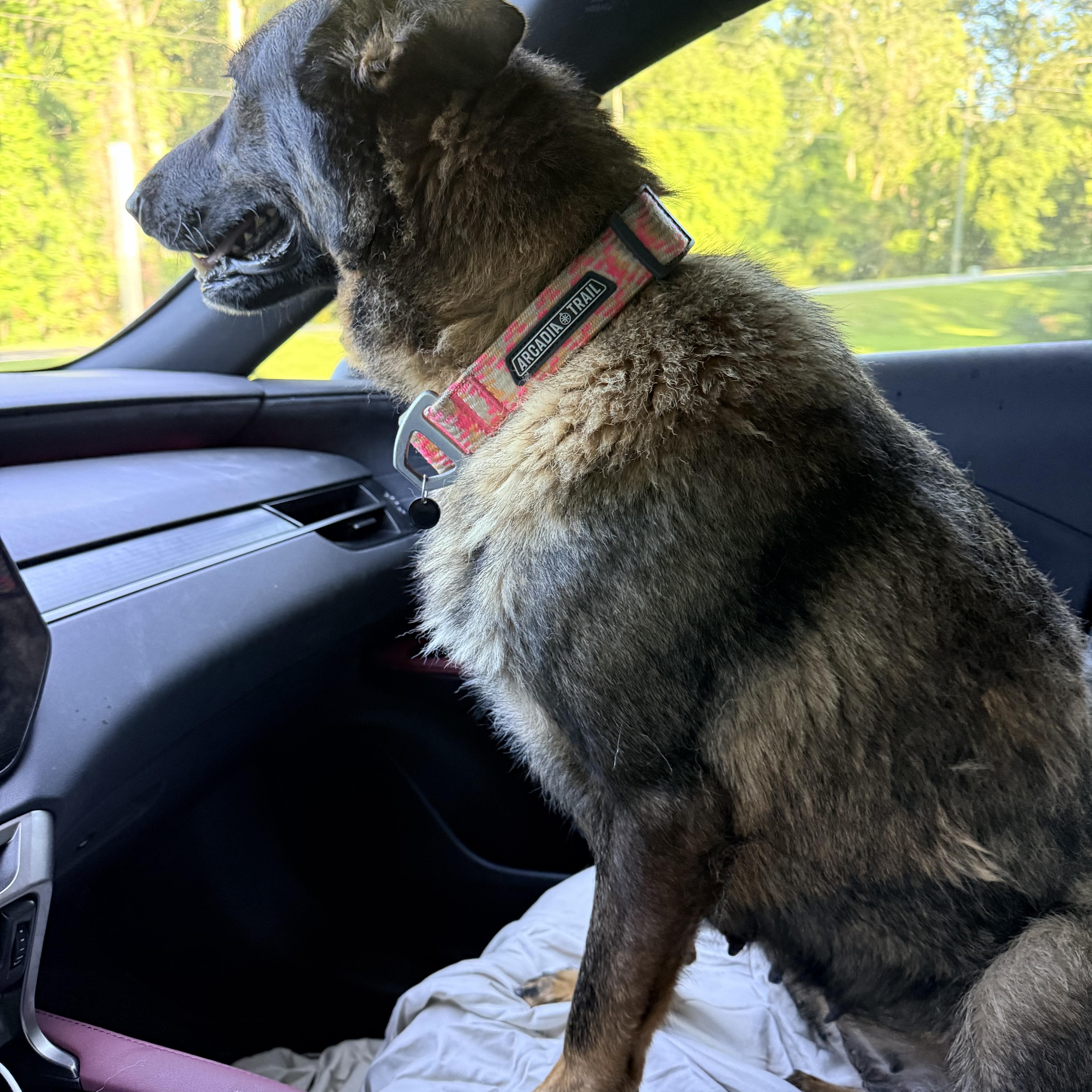 A young large-sized female Belgian Shepherd / Malinois dog named Gigi for adoption in Douglas, GA