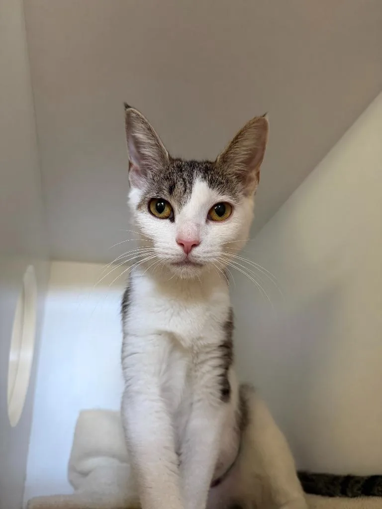 A young small-sized female Domestic Short Hair cat named Cuddles for adoption in Hyde Park, NY