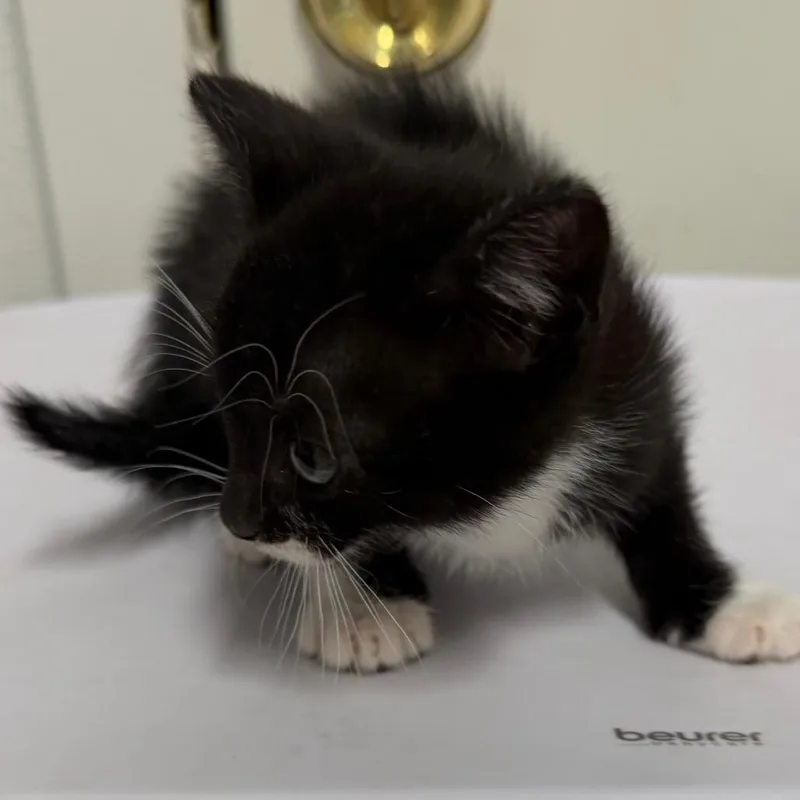 A baby small-sized female Black Domestic Short Hair cat named Gem for adoption in Floresville, TX
