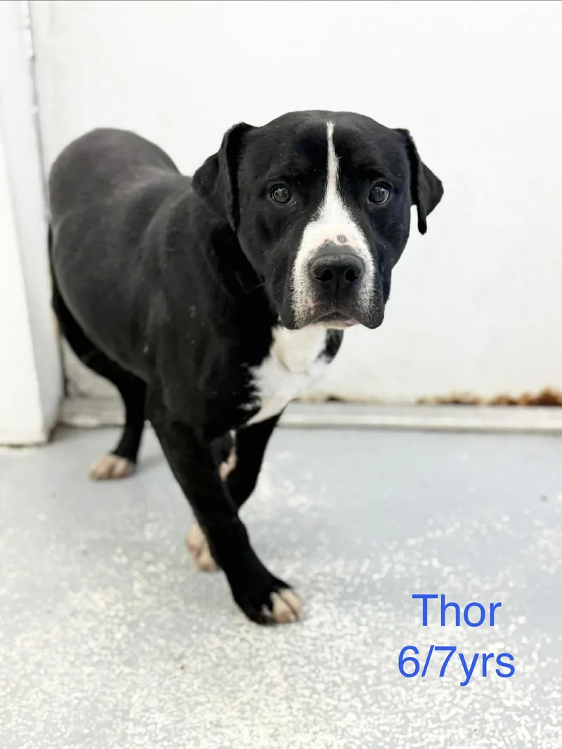 Thor thumbnail 2