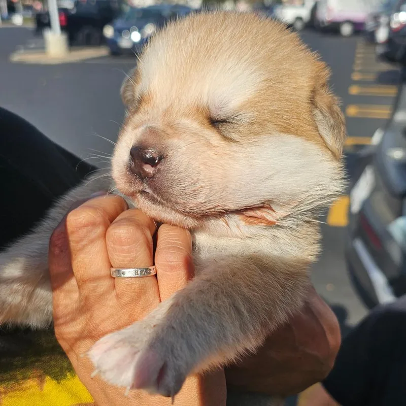 A baby large-sized female Apricot / Beige Husky dog named Happy for adoption in Oceanside, CA