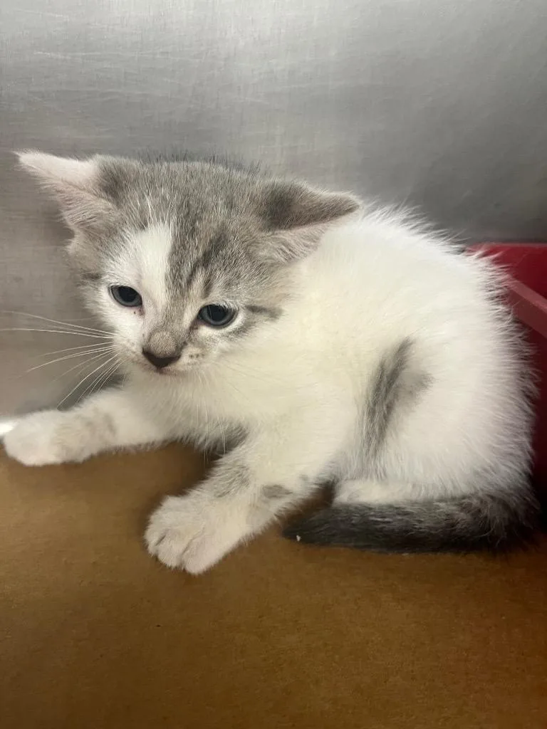 A baby large-sized male Domestic Short Hair cat named Robert for adoption in Cartersville , GA