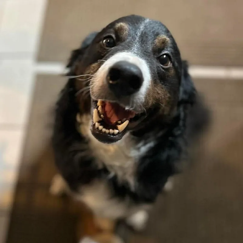 An adult medium-sized male Black Border Collie dog named Axel for adoption in Fredericksburg, VA